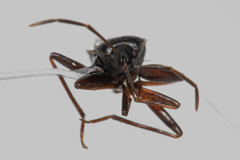 Eremocoris semicinctus