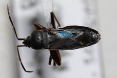 Eremocoris semicinctus