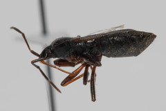 Eremocoris semicinctus
