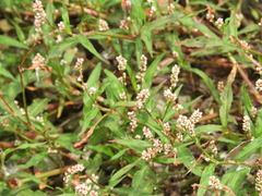 Persicaria