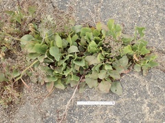 Limonium sventenii