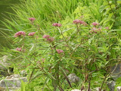 Asclepias incarnata