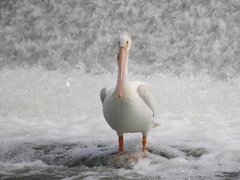 Pelecanus erythrorhynchos