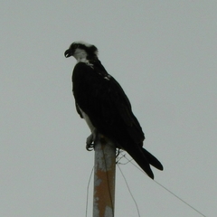 Pandion haliaetus