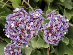 Limonium sventenii