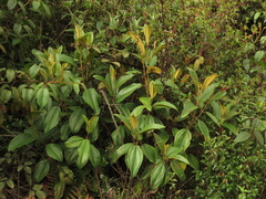 Miconia biappendiculata