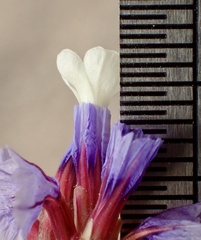 Limonium sventenii