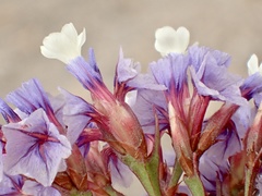 Limonium sventenii