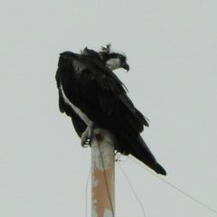 Pandion haliaetus