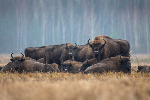 European Bison