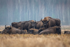 European Bison photo 4
