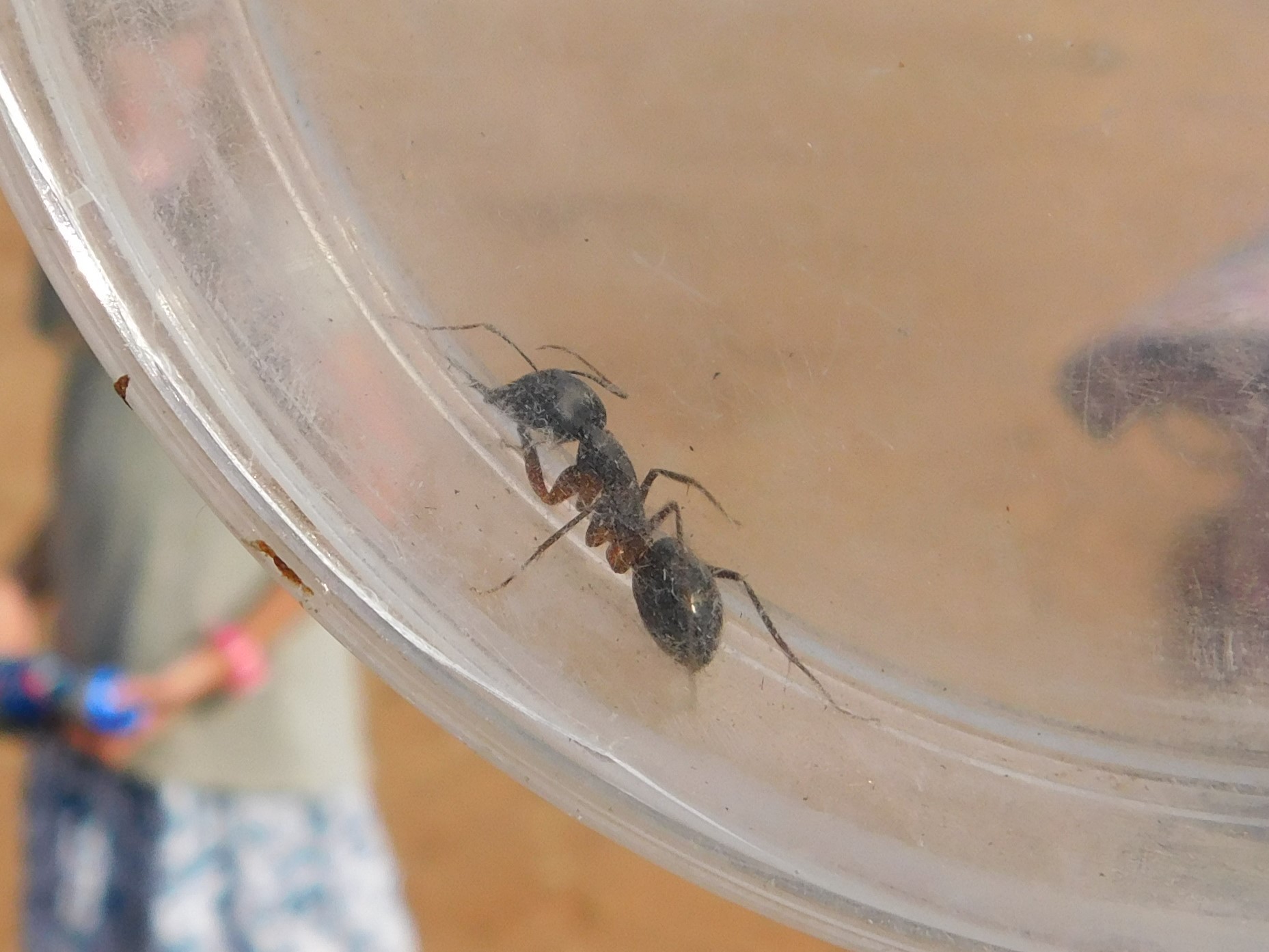 Camponotus fellah