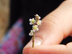 Polygonum equisetiforme