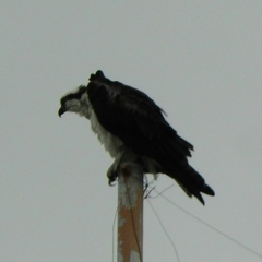 Pandion haliaetus