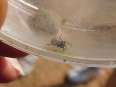 Steatoda paykulliana