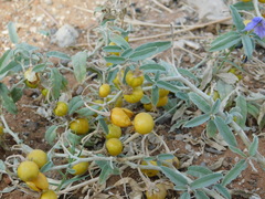 Solanum elaeagnifolium