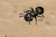 Cephalotes pusillus
