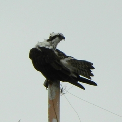 Pandion haliaetus