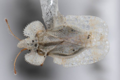 Corythucha immaculata