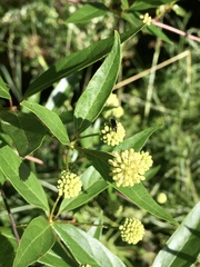 Cephalanthus glabratus