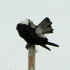 Pandion haliaetus