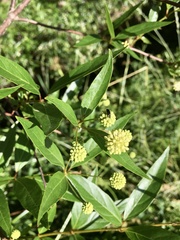 Cephalanthus glabratus