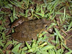 Fejervarya cancrivora