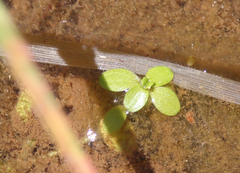 Callitriche lechleri
