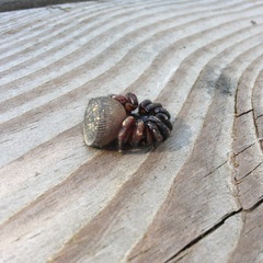 Cyclocosmia truncata