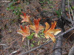 Alstroemeria ligtu ligtu