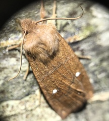 Eupsilia schweitzeri