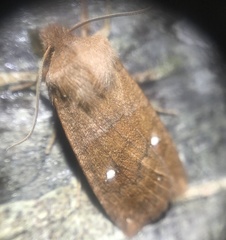 Eupsilia schweitzeri