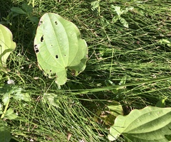 Echinodorus longiscapus