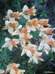 Alstroemeria ligtu ligtu