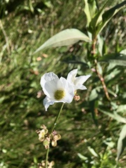 Echinodorus longiscapus