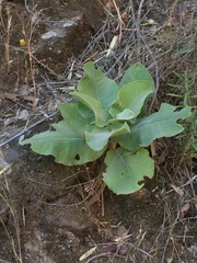 Acrisione denticulata