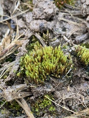 Imbribryum subapiculatum