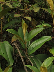 Miconia biappendiculata