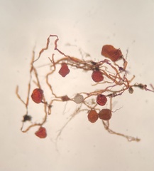 Imbribryum subapiculatum