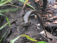 Eutropis multifasciata