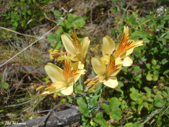 Alstroemeria ligtu ligtu