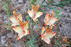 Alstroemeria ligtu ligtu