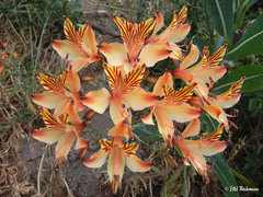 Alstroemeria ligtu ligtu