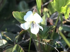 Viola primulifolia