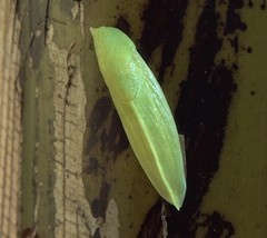 Elisolimax comorensis