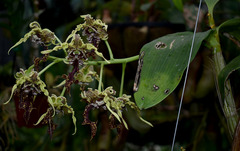 Dendrobium spectabile