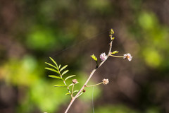 Mimosa asperata