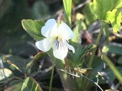 Viola primulifolia
