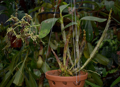 Dendrobium spectabile