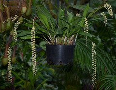 Dendrochilum